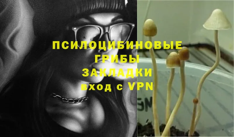 Галлюциногенные грибы Psilocybine cubensis  Касимов 